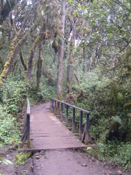 A bridge in the rain forest.