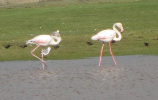 Pink flamingos enjoying all the extra water around.  Photo by my mom.