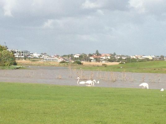 The birds and the flamingo's loving the water even if it did close the Golf Course! 