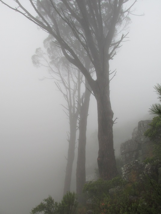 Beautiful, mystical mountain trees draped in mist as we walked. 